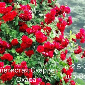 Плетистая Скарлет