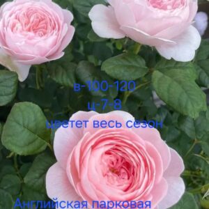 Английская парковая Королева Швеции
