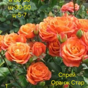Спрей Оранж Стар