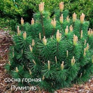 Сосна горная Пумилио