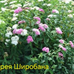 Спирея Широбана