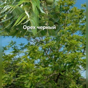 Орех черный